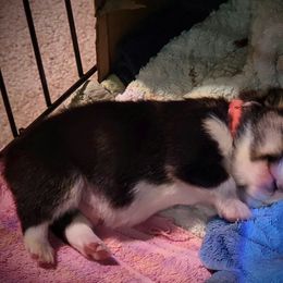 Pembroke Welsh Corgi Puppies from BLACK HILLS CORGIS