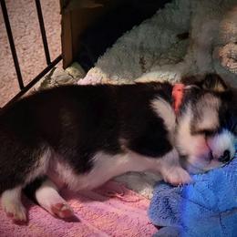 Pembroke Welsh Corgi Puppies from BLACK HILLS CORGIS