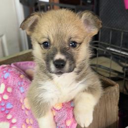 Girl 1 - Red female Pembroke Welsh Corgi puppy in Moulton, Alabama from Reed's Pembroke Corgi Welsh