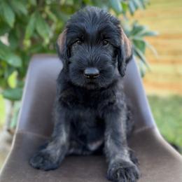 Yukon - Pepper and salt male Giant Schnauzer puppy in Meridian, Mississippi from Hillside Kennels