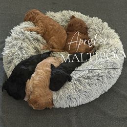 Saint - Black male Maltipoo puppy in Weatherford, Texas from Aprishew Maltipoo