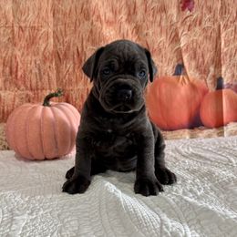 Jessica - Gray female Cane Corso puppy in Loogootee, Indiana from Walnut Creek Cane Corso