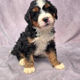 Tison - Tri-color male Bernedoodle puppy in Port Orange, Florida from Royal doodles of Florida