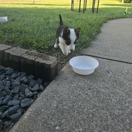 American Corgi Puppies from Whitecreek Corgis of Columbus, IN