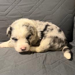 Beatrix Potter - Blue merle female Border Collie puppy in Crawfordsville, Indiana from Rescued Dreams Border Collies