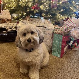 Bernedoodle, Cavapoo, Havanese, and Havapoo Puppies from Lady Paws Puppies - Cassie