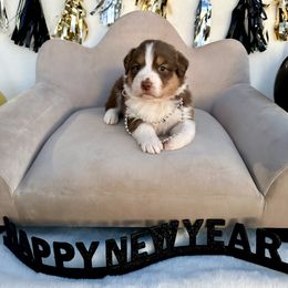 Australian Shepherd Puppies from Aussome Okie Aussies