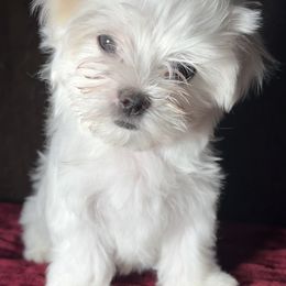 Maltese Puppies from Adorable Maltese Puppies