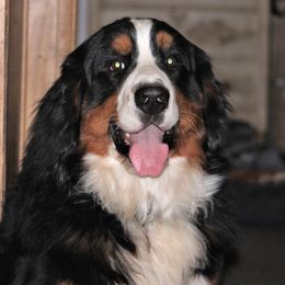 Zebulon - Bernese Mountain Dog