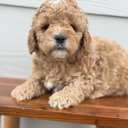 Yellow - Apricot female Goldendoodle puppy in Meridian, Idaho from Goldendoodle of Idaho