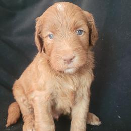 Roe's Red Boy - Red  male Goldendoodle puppy in Brea, California from River Doodles