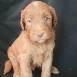 Roe's Red Boy - Red  male Goldendoodle puppy in Brea, California from River Doodles