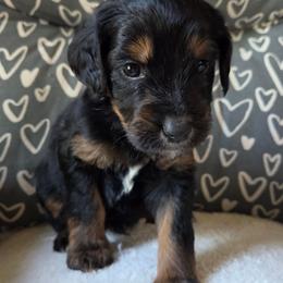 Blue - Phantom male Goldendoodle puppy in Kansas City, Missouri from Poppy's Doodles