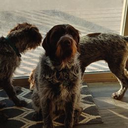 Wirehaired Pointing Griffons from Flint Creek Griffons