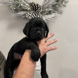 Tinsel - Black female Labrador Retriever puppy in Carthage, North Carolina from Wicked Pines Retrievers