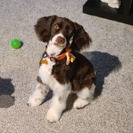 Springerdoodle All Grown Up from Evalina Miller's Spaniels