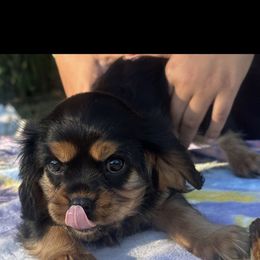 Ms. Mazey - Black and tan female Cavalier King Charles Spaniel puppy in Beaverton, Oregon from Feray Valoir cavaliers