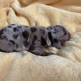 Shark - Dapple male Dachshund puppy in Bergen, New York from T. Rex Doxies & Friends
