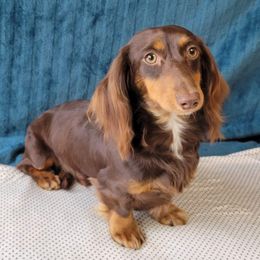 Seeker - Dachshund