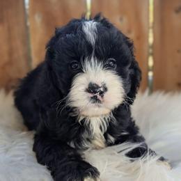 Girl 1 - Black and white female Cockapoo puppy in Salt Lake City, Utah from Utah Cocker Spaniels