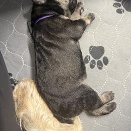 Giant Schnauzer Puppies from Bourbon Country Schnauzers