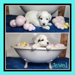 Jewel - Black and white female Schnoodle puppy in Lebanon, Missouri from Cedar Glades Canines