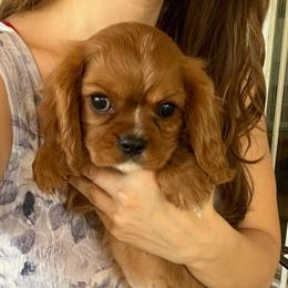 Mr Green - Ruby male Cavalier King Charles Spaniel puppy in Phoenix, Arizona from Larisa's Cavaliers