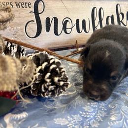 Yang - Black tri-color female Australian Shepherd puppy in Marshfield, Vermont from Discovery Hill Australian Shepherds