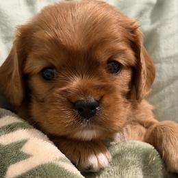 Ruby girl - Ruby female Cavalier King Charles Spaniel puppy in Queen Creek, Arizona from Andresen's Cavaliers