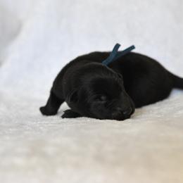 Royal blue - Black male German Shepherd puppy in Louisburg, North Carolina from C6 Ranch & Shepherds