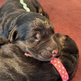 Boy 1 - Aqua Collar - Black and red male German Shepherd puppy in Valley Springs, South Dakota from Von Pasch German Shepherds