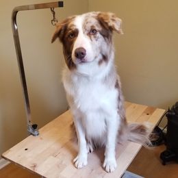 Sniper - Border Collie