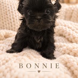Bonnie - Black female Shih Tzu puppy in Montgomery, Texas from Furbourne Farm