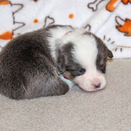 American Corgi Puppies from Southern Tastes American Corgis