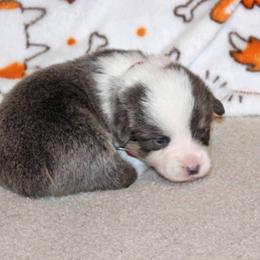 American Corgi Puppies from Southern Tastes American Corgis