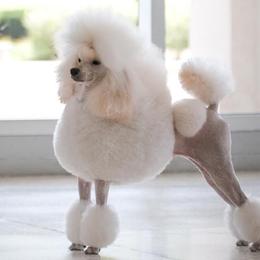 Poodles from Acclaim Miniature Poodles
