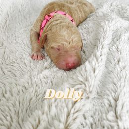 Girl 2 - Goldendoodle puppy in Parkersburg, West Virginia from Moore Pups the Merrier