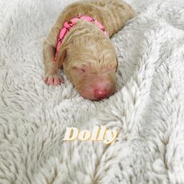 Girl 2 - Goldendoodle puppy in Parkersburg, West Virginia from Moore Pups the Merrier