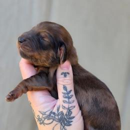 Shaded Red Dapple Boy - Dapple male Dachshund puppy in Woodland, Washington from SJs Dachshunds