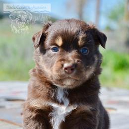RTM-2 - Red tri male Miniature Australian Shepherd puppy in Baker City, Oregon from Back Country Aussies