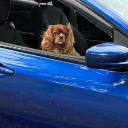 Littlebit - Cavalier King Charles Spaniel