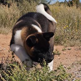 AKC Suki - Black, silver undercoat female Akita puppy in Tombstone, Arizona from WeVolution Off-Grid