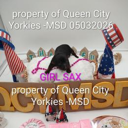 SAX ( as in Saxophone) - Black and tan female Yorkshire Terrier puppy in Charlotte, North Carolina from Queen City Yorkies