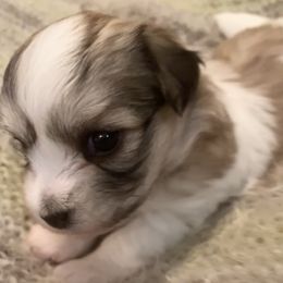 Coton de Tulear Puppies from Catawba Cotons