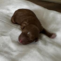Cash - Red male Cavapoo puppy in Thorndale, Texas from Hattie’s Texas Cavapoos