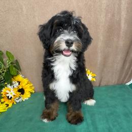 Cadence - Tri-color female Bernedoodle puppy in Seymour, Missouri from D and D’s Dandy Doodles