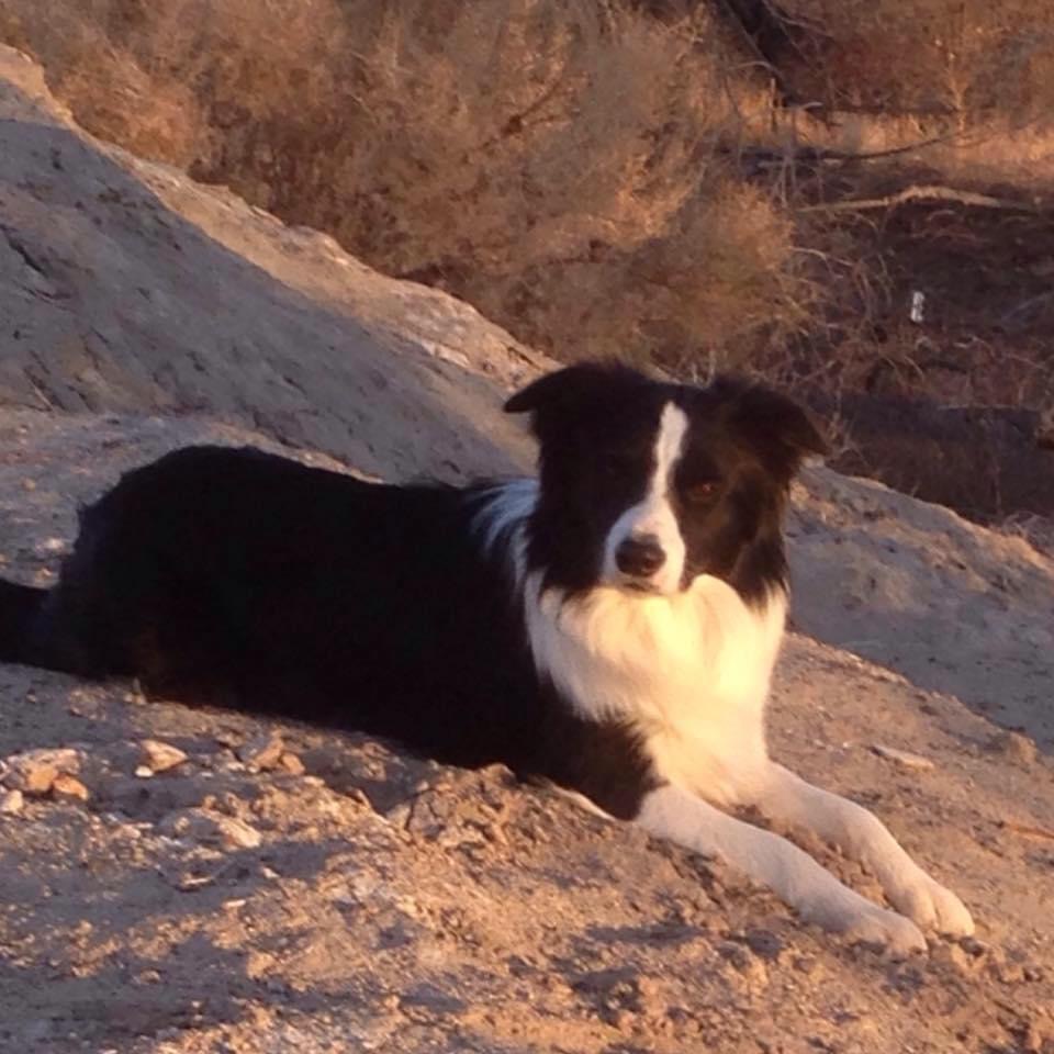 Naughty - Border Collie