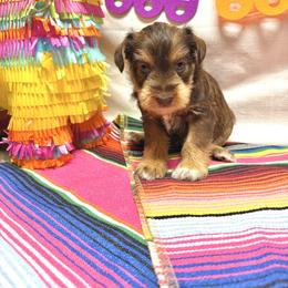 Crete - Liver male Miniature Schnauzer puppy in Huntington, Utah from Schnauzers on Robinson Lane