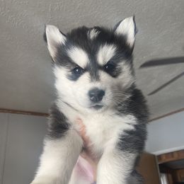 Siberian Husky Puppies from Douglas Mountain Farm and Kennel