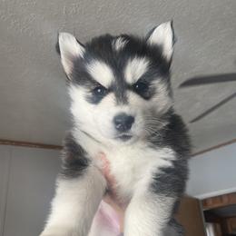 Siberian Husky Puppies from Douglas Mountain Farm and Kennel